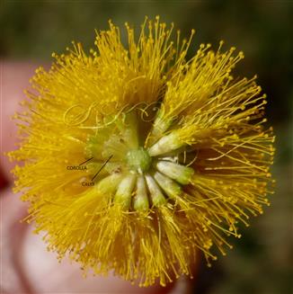  Flowers in head